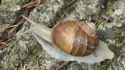 chiocciola