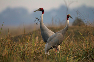 Sarus cranes, Grus antigone, Keoladeo Ghana National Park, Bharatpur, Rajasthan, India.