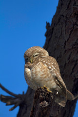 Spotted Owlet, Athene brama, Keoladeo Ghana National Park, Bharatpur, Rajasthan, India.