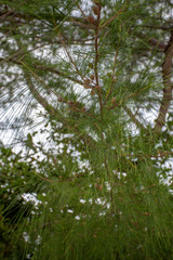 Nadelbaum