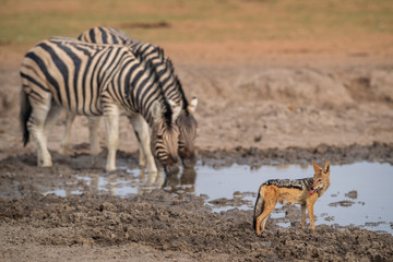 Fototapeta na wymiar Black-backed Jackal - Canis mesomelas, beautiful carnivores from African bushes, deserts and grasslands, Etosha National park, Namibia