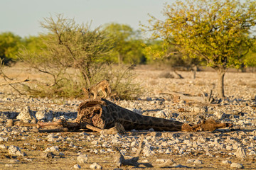 Black-backed Jackal - Canis mesomelas, beautiful carnivores from African bushes, deserts and grasslands, Etosha National park, Namibia