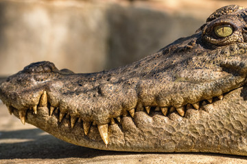 Obraz premium Close-up head of a crocodile
