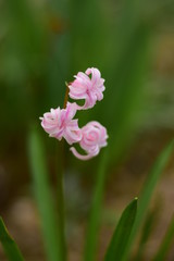 Fototapeta premium flower in garden