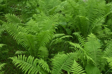 Fototapeta na wymiar fern in the forest