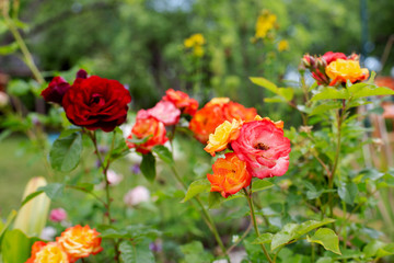Obraz premium roses in the garden