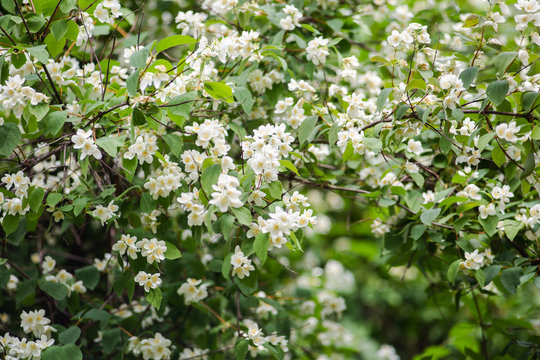 Mock Orange Flowering Bush