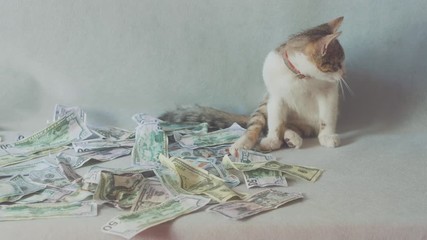 the young cat quietly washes and lies near the dollar bills. concept on business and wealth