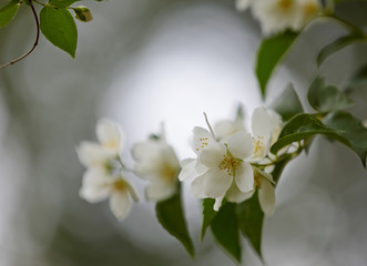 A branch of English dogwood or sweet mock-orange (Philadelphus coronaries) 