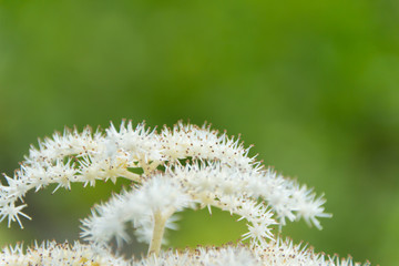 ヤグルマソウ／白馬五竜高山植物園／長野県白馬村