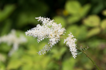 ヤグルマソウ／白馬五竜高山植物園／長野県白馬村