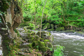 camino de roca en un bosque verde húmedo con un río al lado