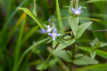 ハッポウタカネセンブリ／白馬五竜高山植物園／長野県白馬村