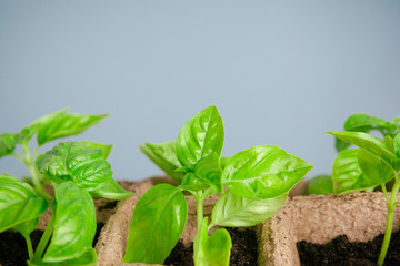 Planting seedlings in greenhouse in spring close up