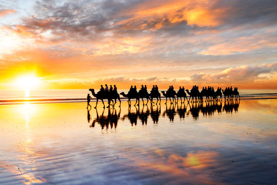 Silhouetted camels walking along Cable Beach at sunset in the north-west town of Broome, Western Australia, Australia. Camel rides at sunset are a popular tourist activity in Broome.