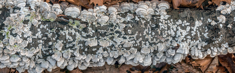polypores on tree trunk in forest