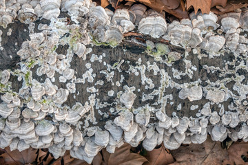 polypores on tree trunk in forest