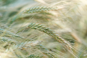 Closeup of cereal grain. Plant background.