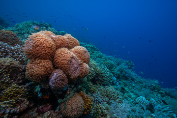 Fototapeta na wymiar Coral reef South Pacific