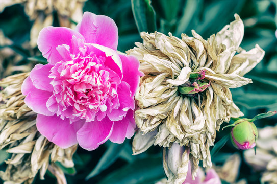 Peony living and the dead. Flowers bloomed and wilted. The concept of life and death.