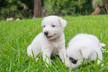 Thai bangkaew dog 2 cute white puppies playing in the park and look at camera sitting in grass.