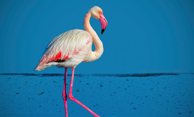 Premium Stock Photo: African Flamingo Walking Gracefully Across a Blue Salt Lake in Namibia &ndash; Exotic Wildlife Moment Captured in Natural Light and Peaceful Surroundings