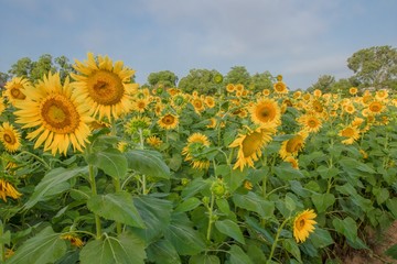 Early morning sunrise over a Sunflower field