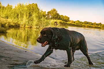 Чёрный лабрадор выходит из воды