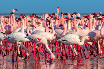 african pink flamingos walking on the blue salt lake of Namibia
