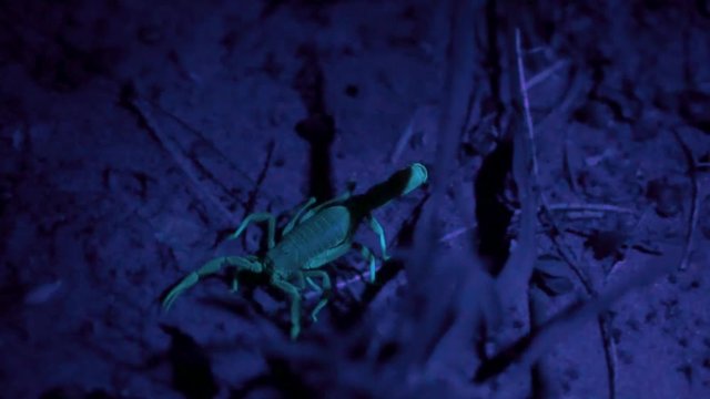 Tracking scorpion walking on ground under UV lighting outside