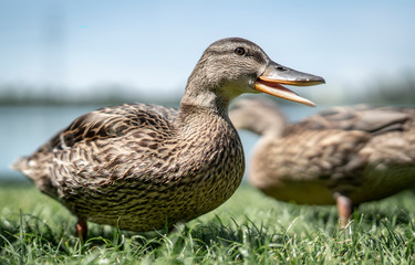 Stockenten am Badesee an einem schönen Sommertag