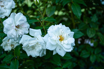 White old-fashioned roses with green leaves