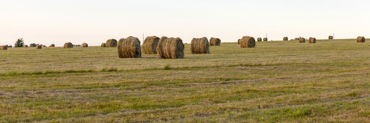 Fototapeta premium panorama of yellowing field with haystacks