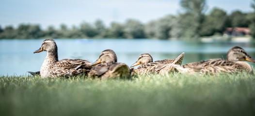 Stockenten am Badesee an einem schönen Sommertag
