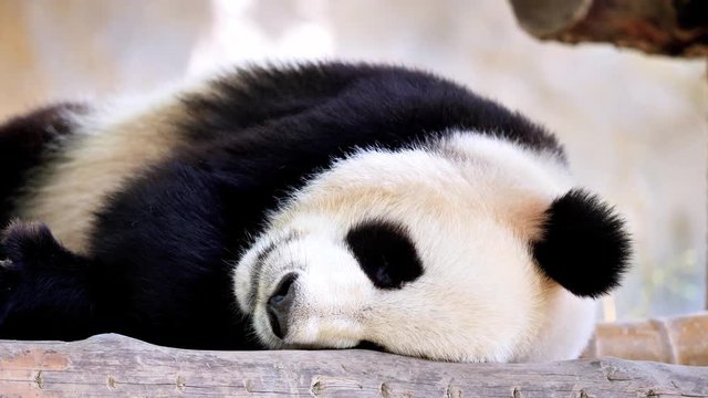 Cute giant panda lying on ground and has a good sleep. Close up view, 4K footage, slow motion.