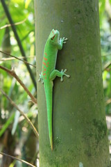green lizard on tree