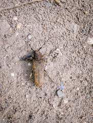 Brown barbel crawling on the gray sand.