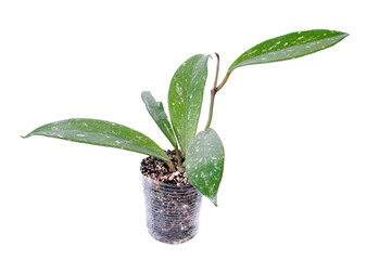 Hoya pubicalyx cv. Red Button isolated on white background