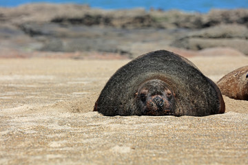 Robben am Strand in Neuseeland
