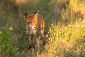 Ein Fuchs im Sonnenuntergang