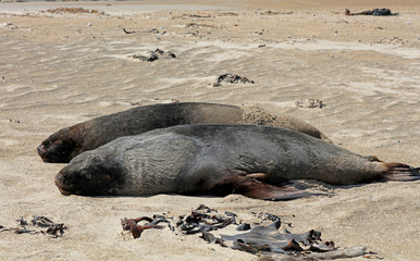Robben am Strand in Neuseeland