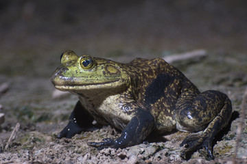 American Bullfrog (Lithobates catesbeianus) resting on the shore of a pond at night time. 