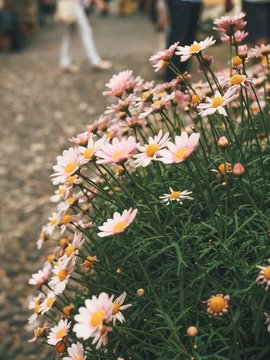 Flowerbed of pink daisies on a noisy street in Italy