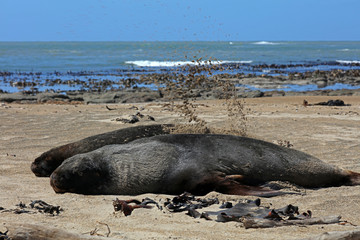 Robben am Strand in Neuseeland