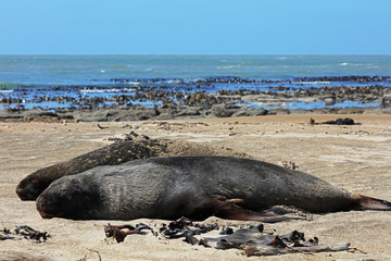 Fototapeta premium Robben am Strand in Neuseeland
