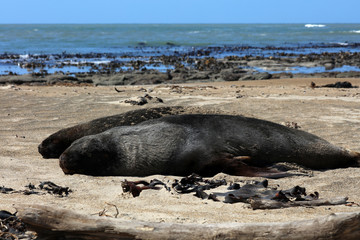 Fototapeta premium Robben am Strand in Neuseeland