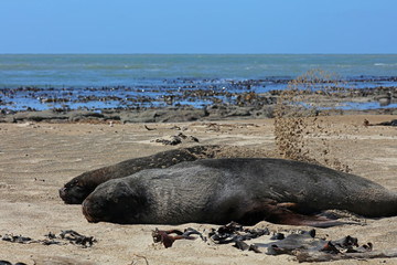 Fototapeta premium Robben am Strand in Neuseeland