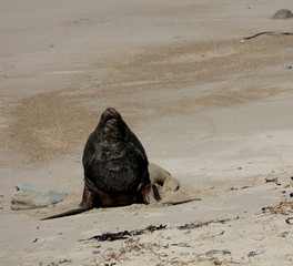 Robben am Strand in Neuseeland