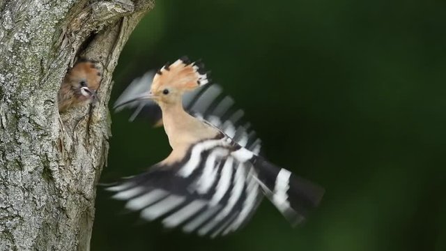 Eurasian Hoopoe or Common hoopoe (Upupa epops) giving food to juvenile