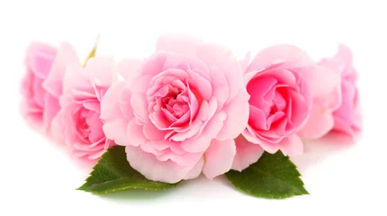 Deurstickers Pink rose flower. © Galyna